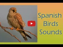 Spanish Birds Sounds for Android - Engaging Avian Experience