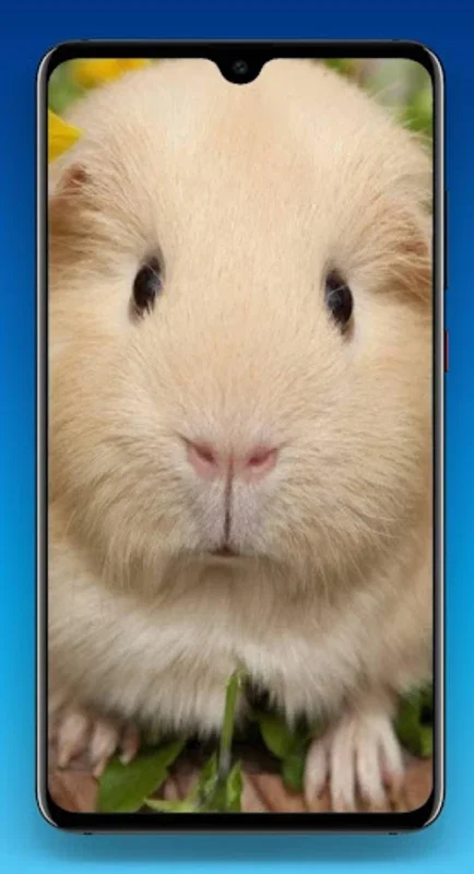 Guinea Pig Wallpaper HD for Android - Charming Wallpapers