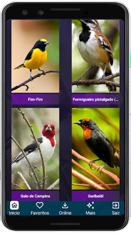 Brazilian's birds sounds for Android - Immerse in Authentic Avian Tunes