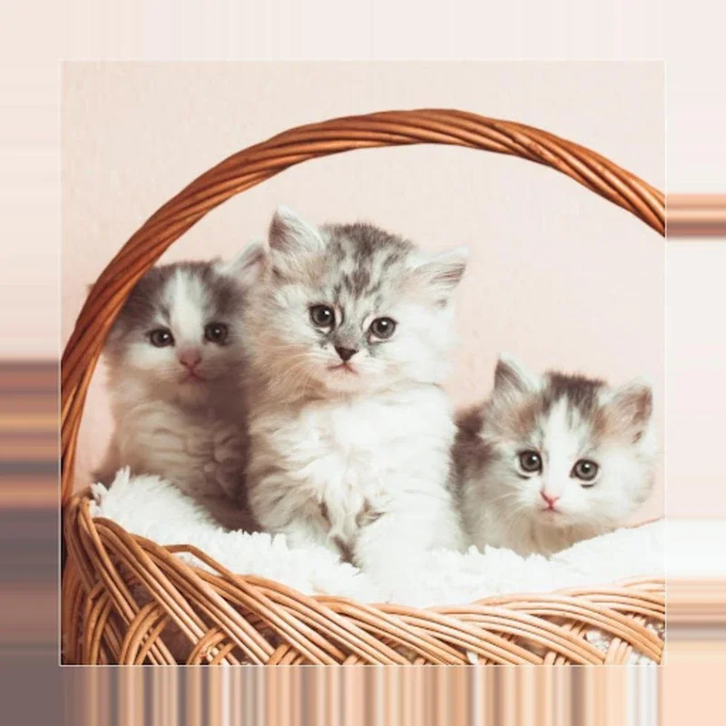 Bilder von Kätzchen for Android: HD Kitten Wallpapers Offline