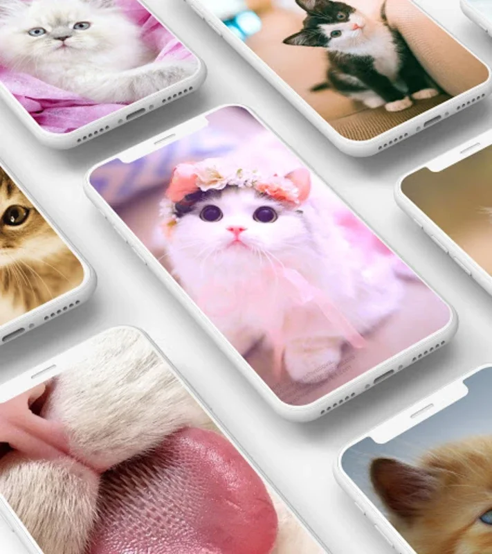 Cute Kitten Wallpaper for Android - Personalize Your Device