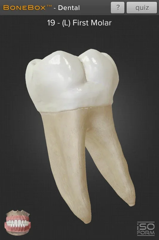 Dental - Lite for Android: 3D Tooth Learning