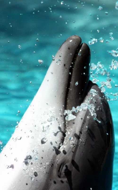 Dolphin HD Live Wallpaper for Android - Customize Your Screen