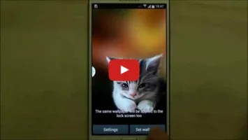 Sleepy Kitten Live Wallpaper for Android - No Downloading Needed