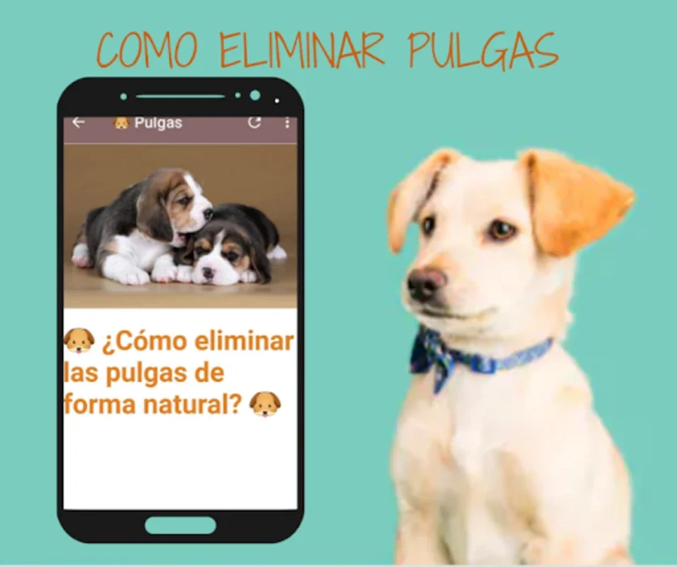 Remedios Caseros Para Perro for Android: Natural Remedies App