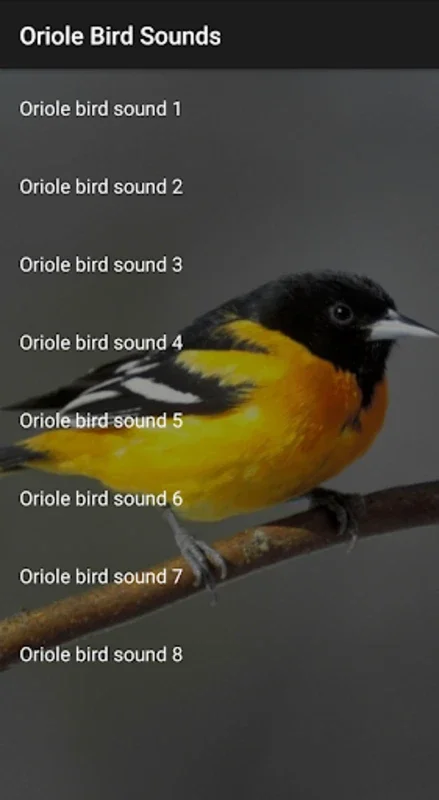 Oriole Bird Sounds for Android - Immersive Bird Calls