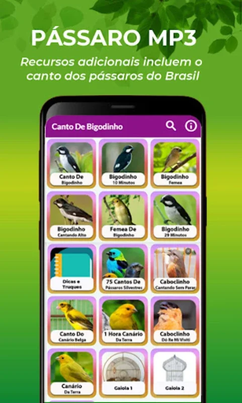 Canto De Bigodinho for Android - Immersive Bird Song Experience