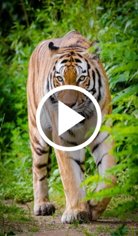 Animal Video Live Wallpaper for Android - Dynamic Wallpapers