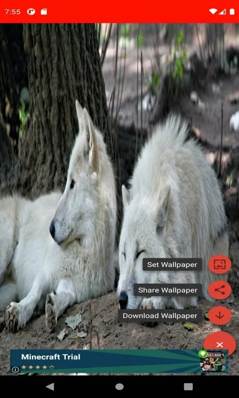 The most beautiful wolf pictures around the world of 4K for Android