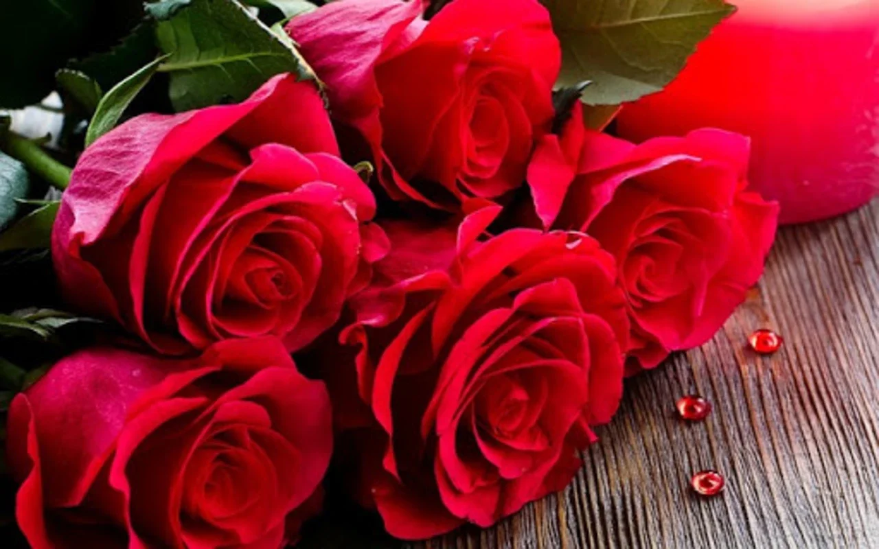 Flores y Rosas Rojas imágenes for Android: Stunning Wallpapers