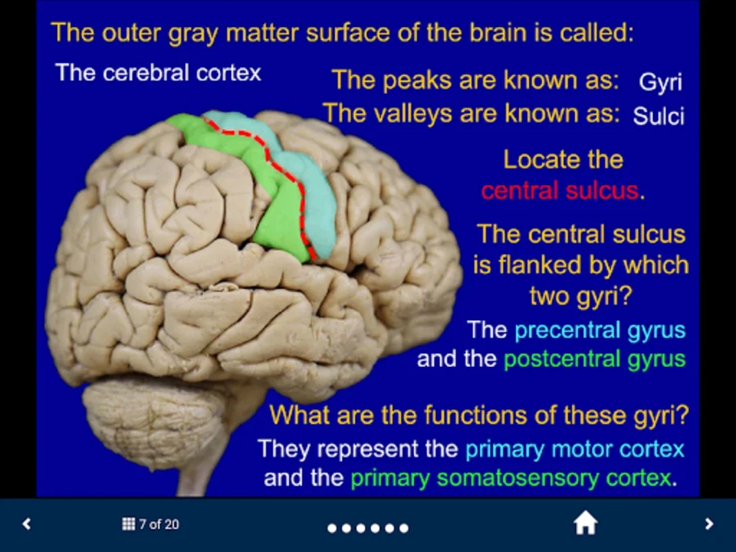 Neuroanatomy - SecondLook for Android: Master Neuroanatomy