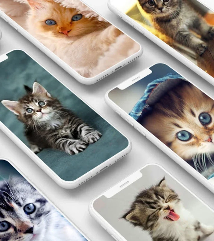 Cute Kitten Wallpaper for Android - Personalize Your Device