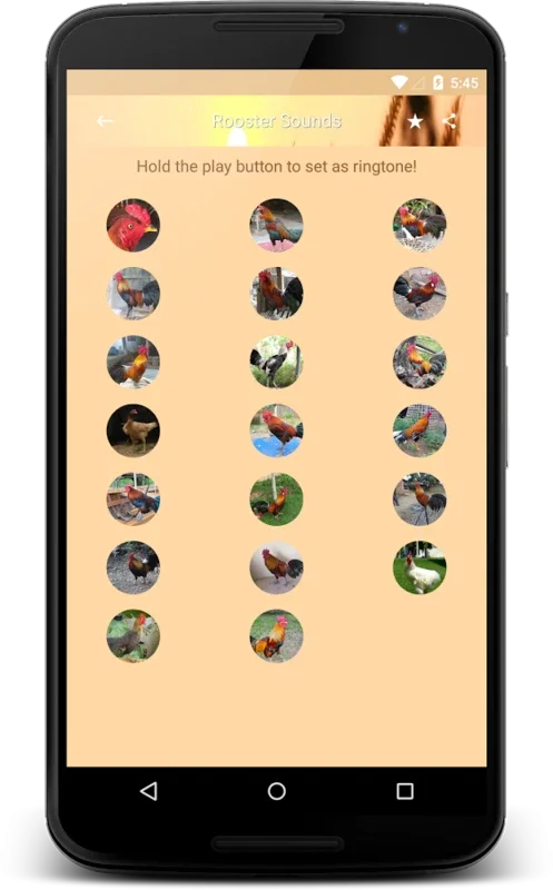 Rooster Sounds for Android - Authentic Sound Experience