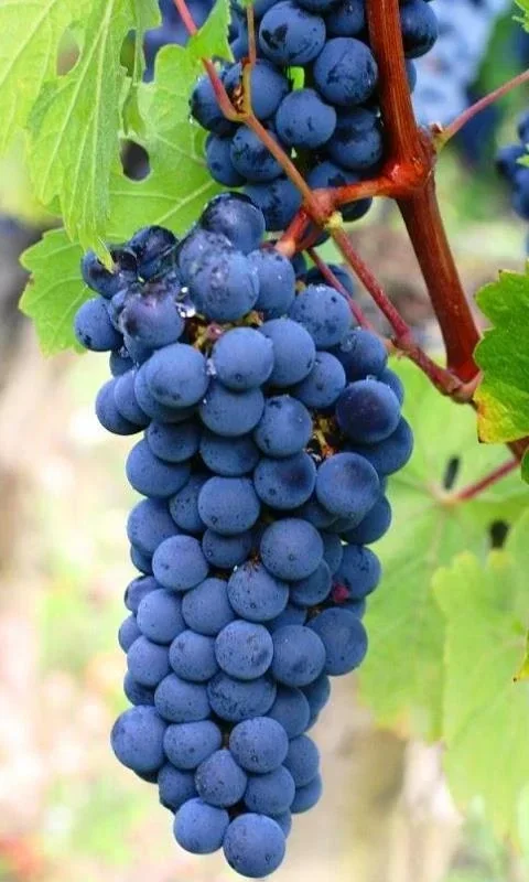 Grapes Wallpapers for Android - Enhance Your Device