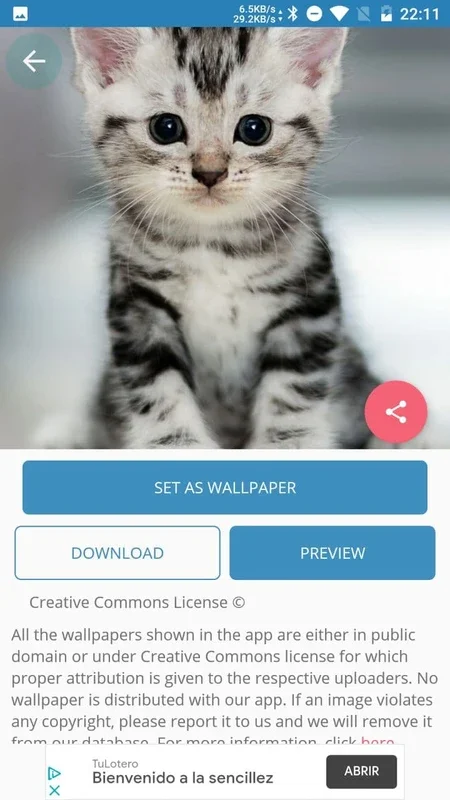 Cute Cat Wallpaper for Android - Charming Wallpapers