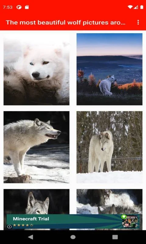 The most beautiful wolf pictures around the world of 4K for Android