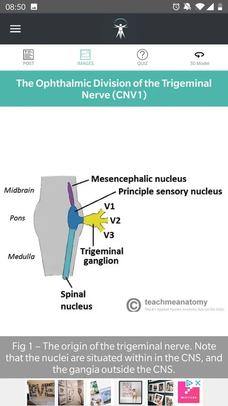 Teach Me Anatomy for Android - No Downloading Needed