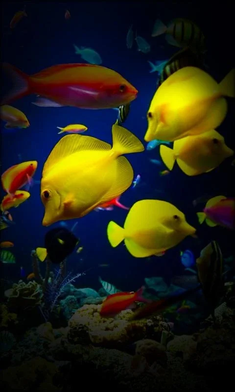 Aquarium Live Wallpaper for Android - A Visual Delight