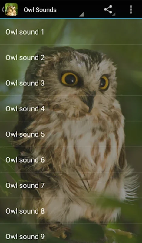 Owl Sounds for Android - Immersive Audio Experience