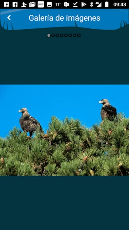 Aves de España for Android: A Comprehensive Guide to Spanish Birds