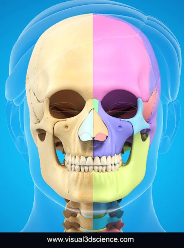 Skull Anatomy Pro. for Android: Immersive 3D Learning