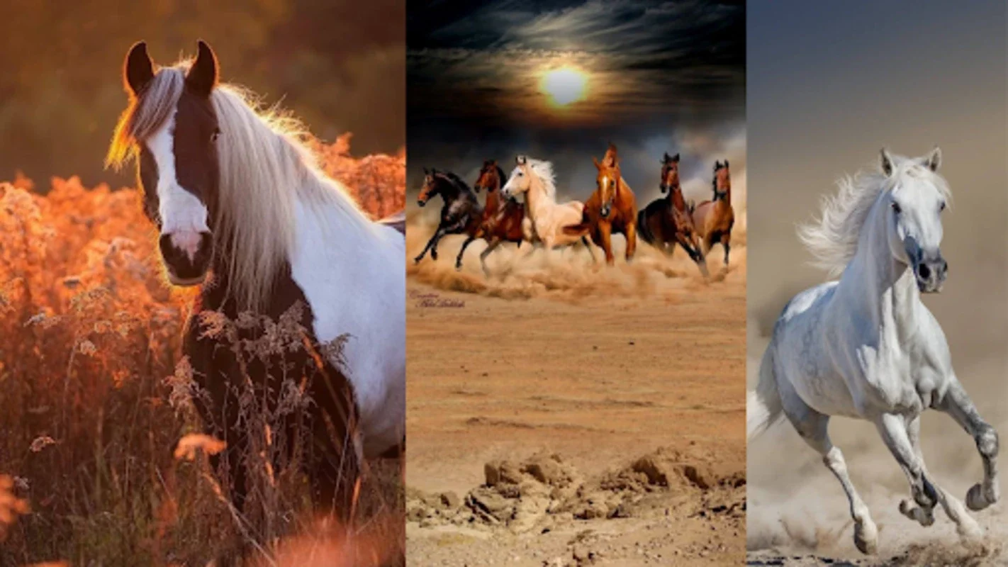 Horse Wallpapers for Android: Diverse Themes