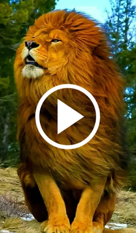 Animal Video Live Wallpaper for Android - Dynamic Wallpapers