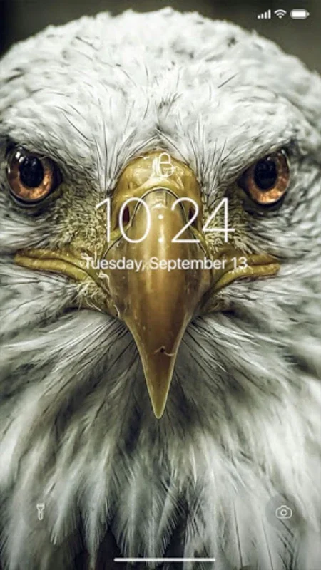 Eagle Wallpaper for Android - Enhance Your Screen