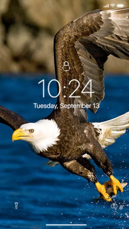 Eagle Wallpaper for Android - Enhance Your Screen