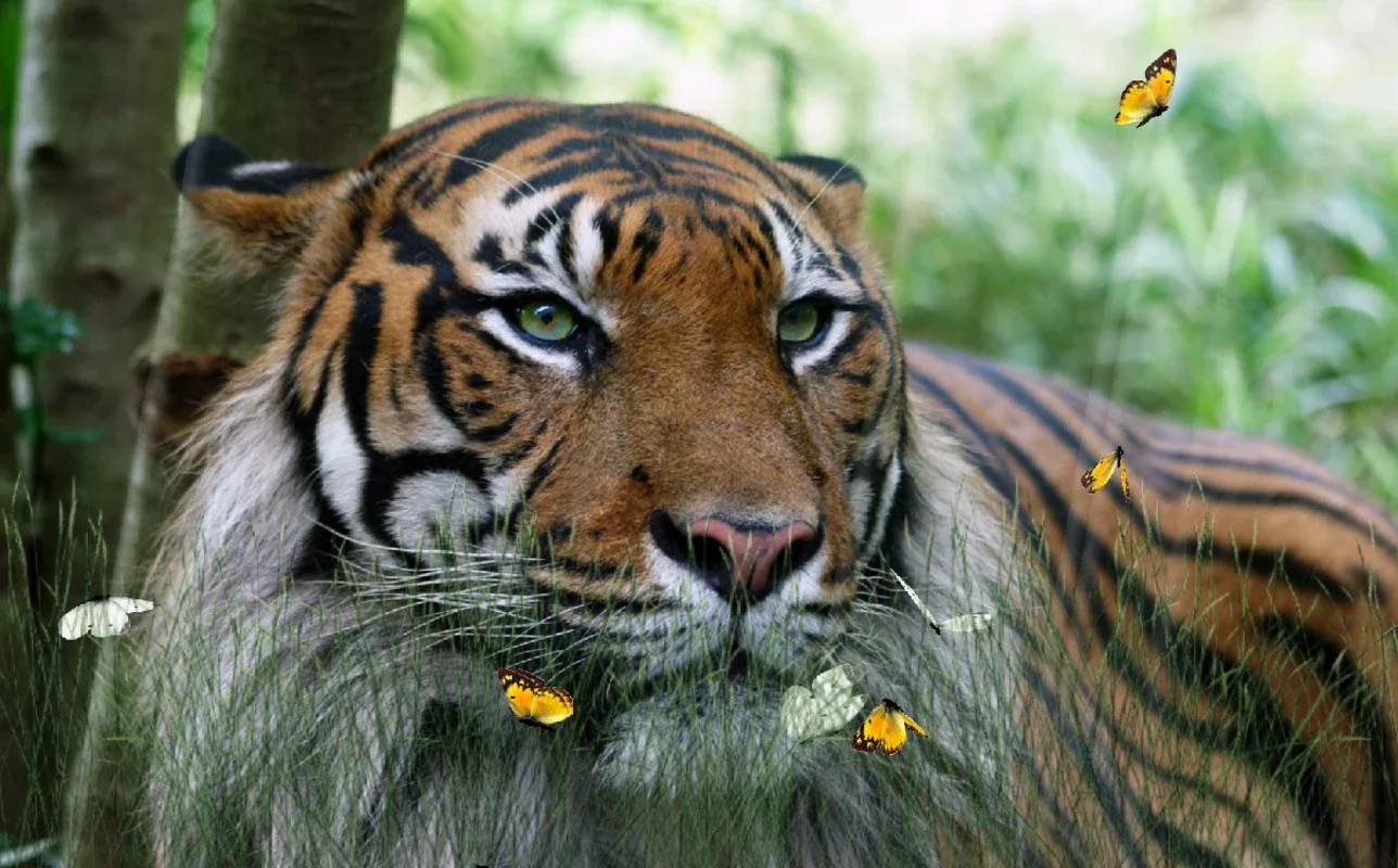 Wild Tigers Screensaver for Windows - Protect Your Desktop