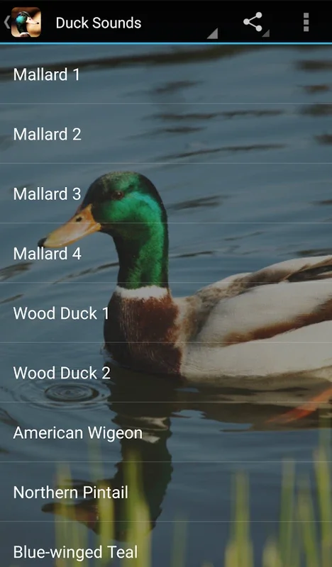 Duck Sounds for Android - Immersive Audio Experience