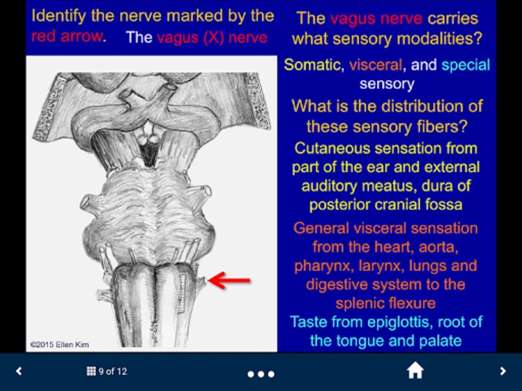 Neuroanatomy - SecondLook for Android: Master Neuroanatomy