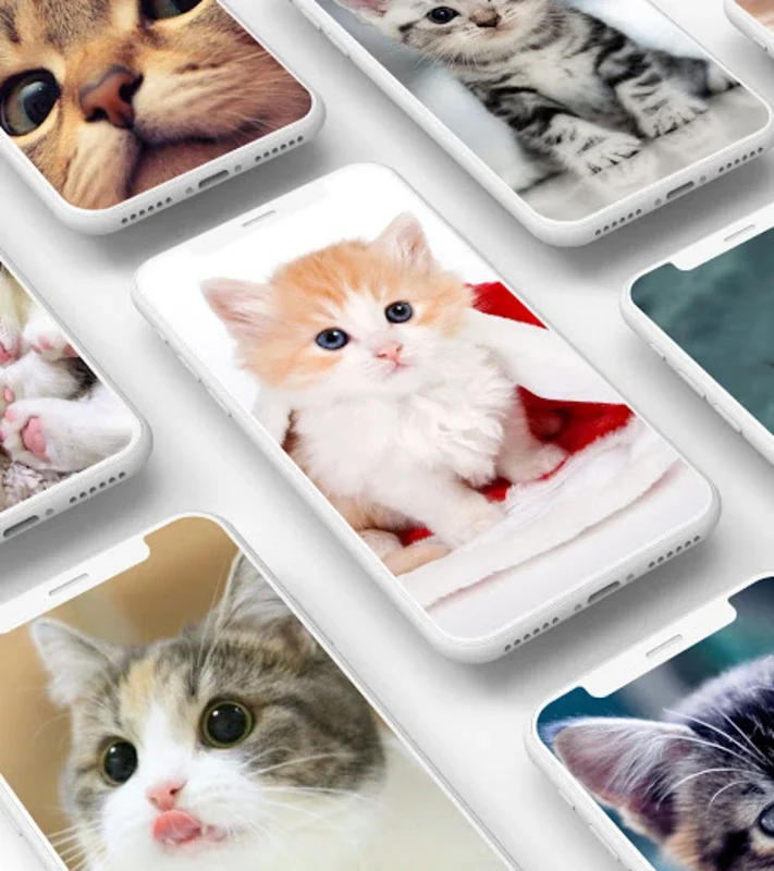 Cute Kitten Wallpaper for Android - Personalize Your Device