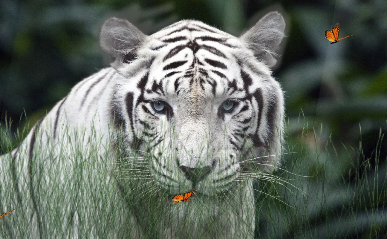 Wild Tigers Screensaver for Windows - Protect Your Desktop