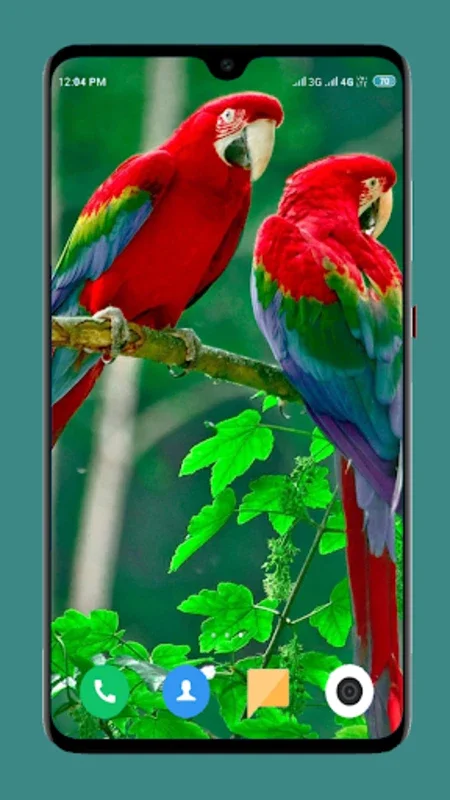 Parrot Wallpapers 4K for Android - Enhance Your Device