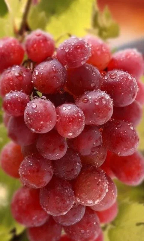 Grapes Wallpapers for Android - Enhance Your Device