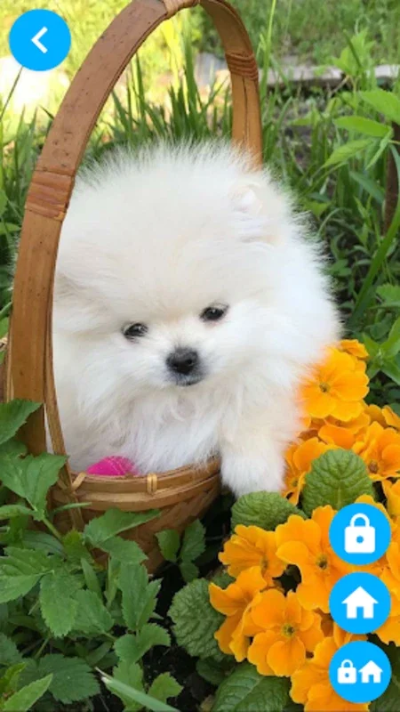 Pets Wallpaper-7 for Android: Pet-Themed Wallpapers for Mobile