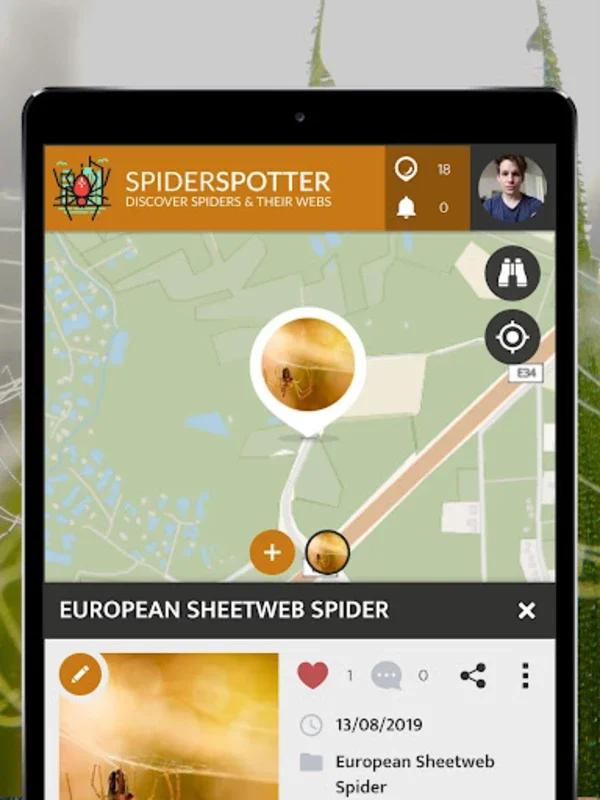 SpiderSpotter | SPOTTERON for Android: Unveiling Urban Spider Adaptability