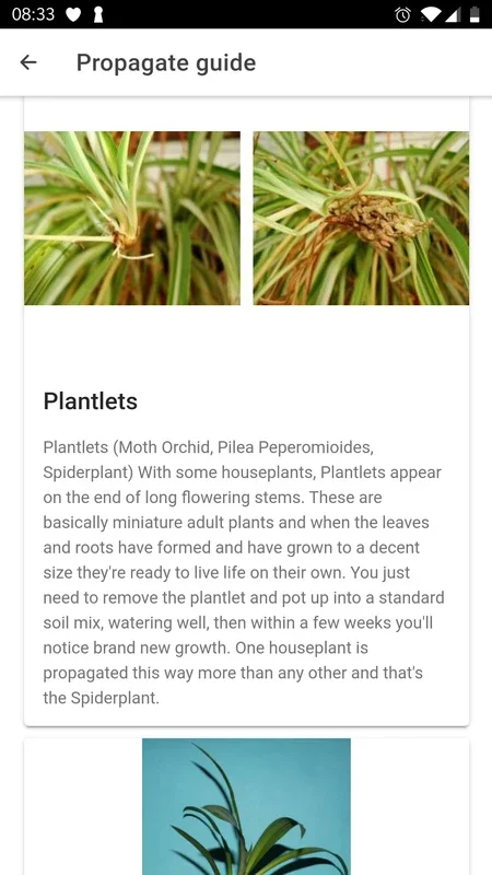 PlantIn: Plant Identification for Android - No Downloading Required