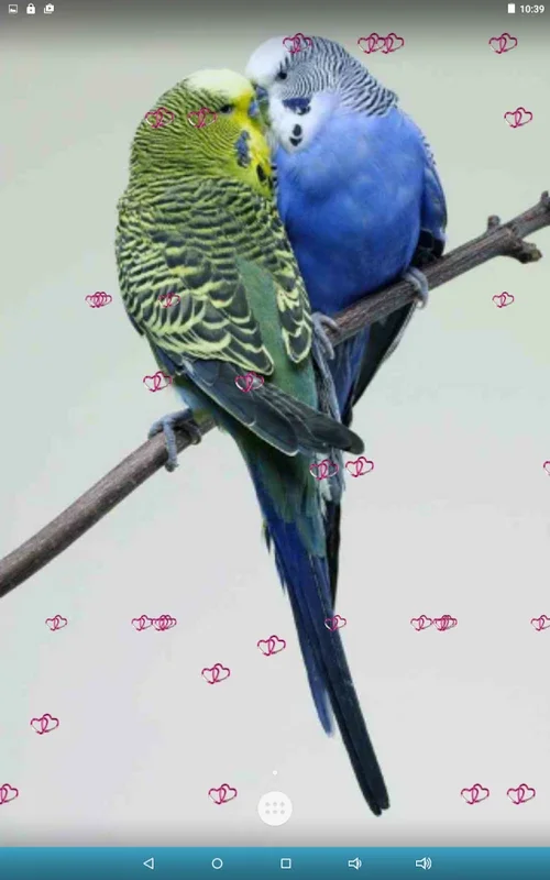 Love Birds Live Wallpaper for Android - Enhance Your Screen