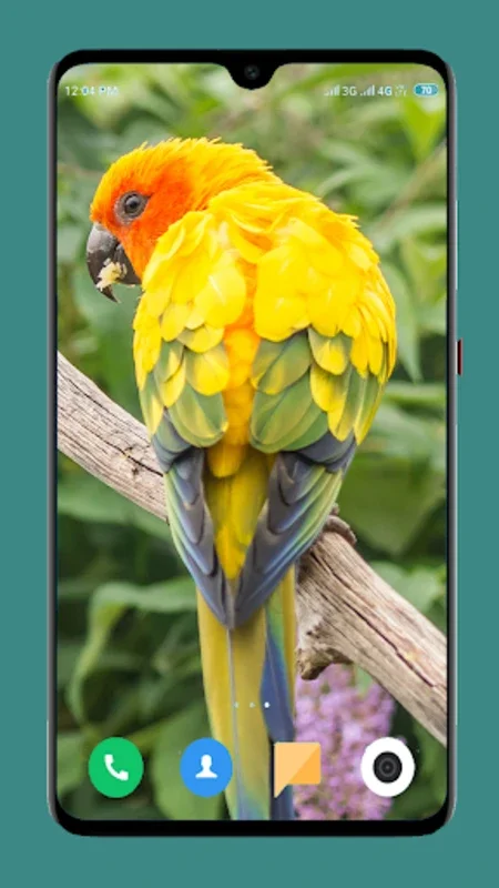 Parrot Wallpapers 4K for Android - Enhance Your Device