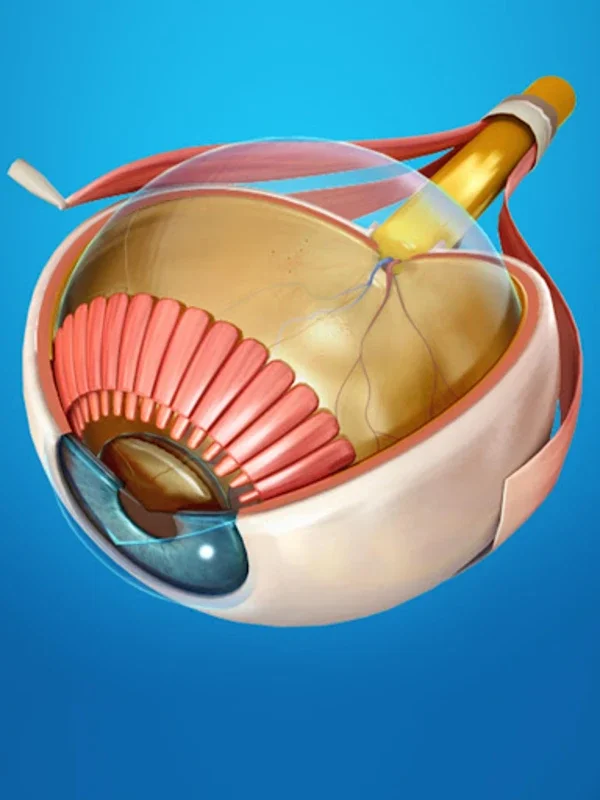 My Eye Anatomy for Android: Immersive 3D Learning