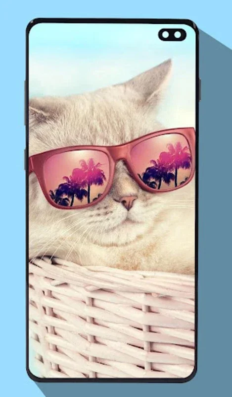 Cute Cat Wallpapers for Android - Enhance Your Device