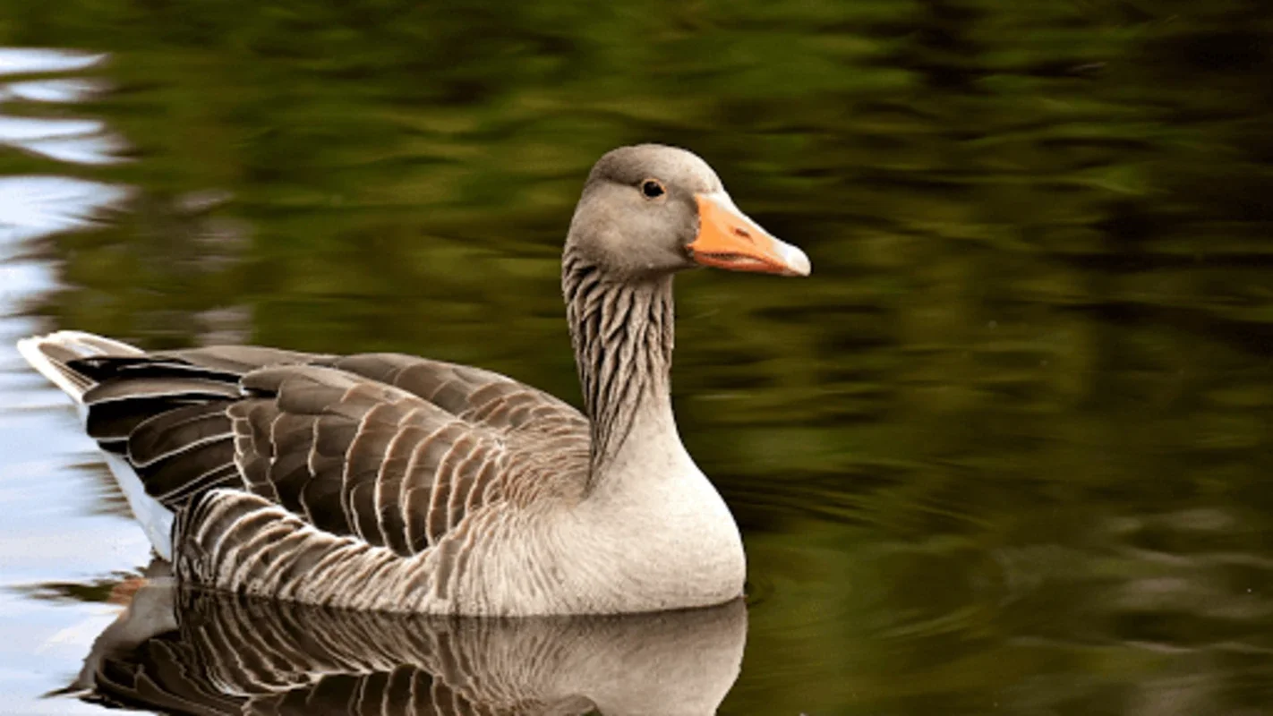 Goose Sounds & Hunting Calls for Android: Explore Geese Calls