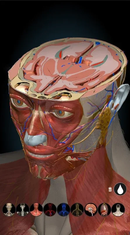 3D Anatomy Learning for Android: Immersive Anatomy Learning