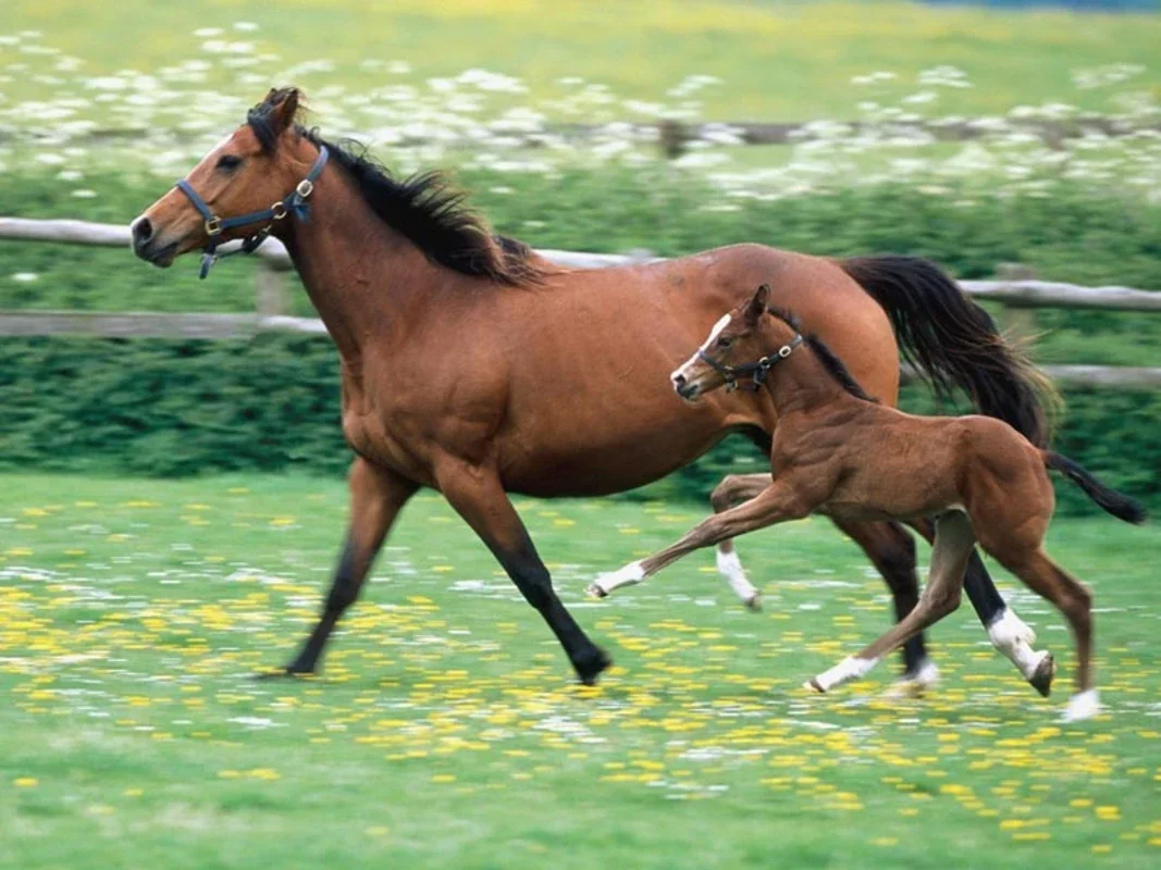 Free Horse Racing Screensaver for Windows