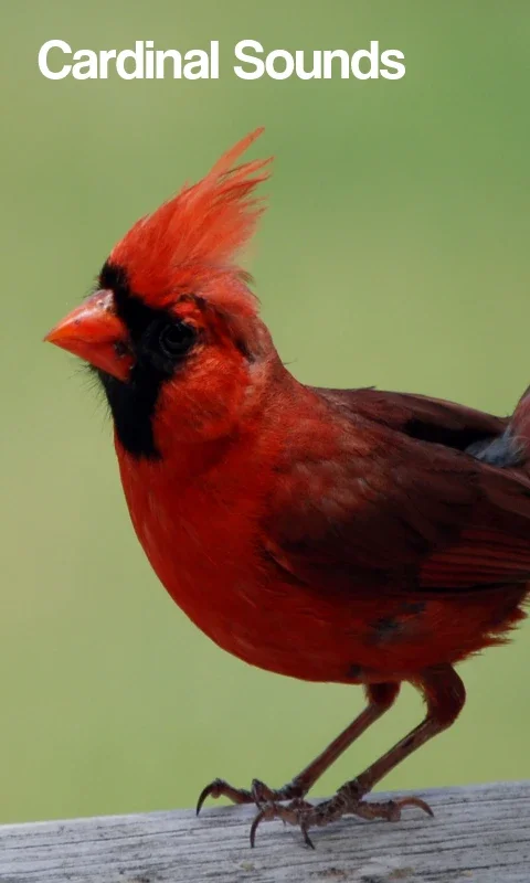 Cardinal Bird Sounds for Android - Immerse in Nature's Melody