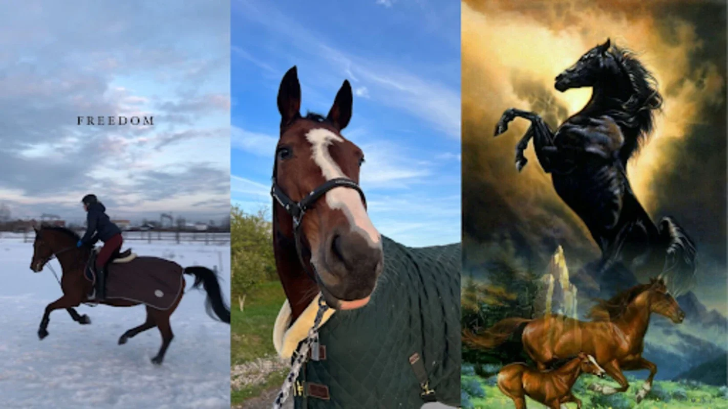 Horse Wallpapers for Android: Diverse Themes