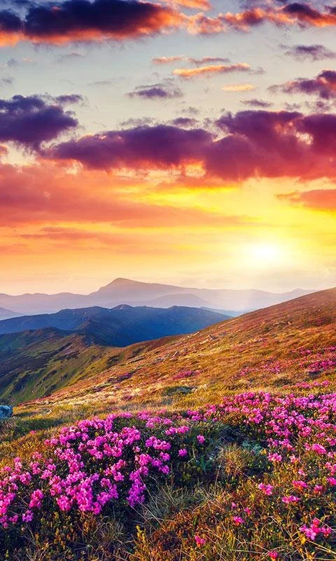 Mountain Flower Live Wallpaper for Android - Enjoy Nature's Beauty