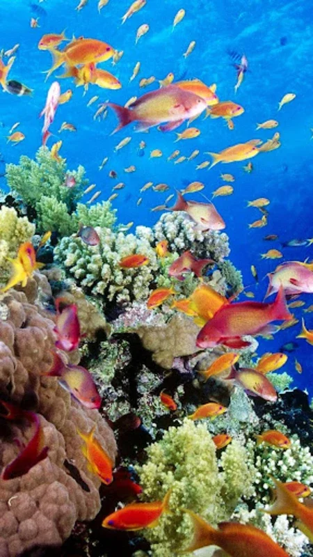 Aquarium Live Wallpaper for Android - Enhance Your Screen